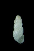Chrysallida&nbsp;pirintella